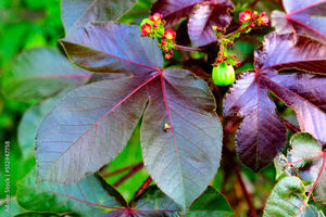 Semilla de Jatropha Roja - Product Image 6