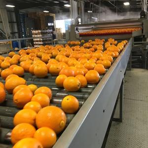 Oranges fraîches, juteuses et sucrées, en gros, oranges biologiques fraîches - Product Image 6