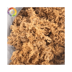 มอสทะเลแห้งธรรมชาติสาหร่ายมอสไอริชสีทองสำหรับเจล Seamoss chondrus Crispus แบบไม่ใส่เกลือบรรจุ25กก. - Product Image 1