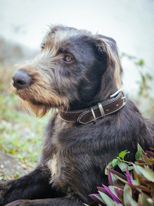Collar de perro Rancher Deluxe, 32mm, Tan - Product Image 3