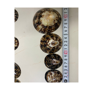 จี้เปลือกหอยขัดเงาขนาดใหญ่50 + มม. เป็นมิตรกับสิ่งแวดล้อมของตกแต่งบ้านสไตล์สัตว์คุ้มค่ามาก - Product Image 1