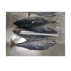 พรีเมี่ยมที่มีคุณภาพ Seafrozen ปลาทูน่า500กรัม + กล่องบรรจุแช่แข็ง Bonito ปลาสำหรับแอฟริกา - Product Image 1