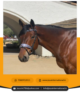 2022 Offre Spéciale Édition Limitée Snaffle Bridle Dressage Brides Meilleure Qualité En Gros Cheval Bride Multifonctionnel - Product Image 3