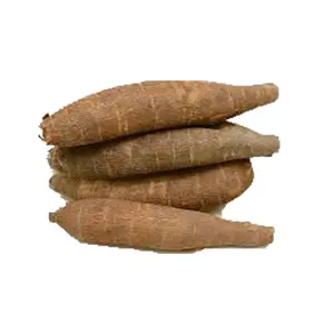 Manioc frais/Racine de manioc frais-manioc-meilleur prix Nouvelle récolte de manioc/tapioca Manioc frais de haute qualité Prix de gros Fre