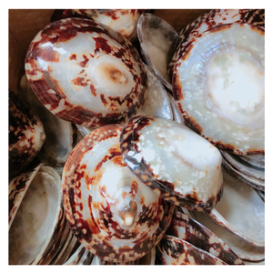 SUMINISTROS DE ARTESANÍA DE CARAVAS LIMPIAS DE ALTA CALIDAD DE LA COSTA DE VIETNAM - Product Image 1