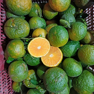 วิธีเลือกส้มเปลือกเขียวจากเวียดนามด้วยผลไม้ส้มธรรมชาติสำหรับทำสมูทตี้และจำหน่ายในตลาด - Product Image 5