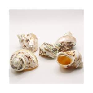 MOON NATUREL SEASHELL PREMIUM GRADE AVEC BEAU MOTIF MOON ESCARGOT CONCH SEASHELL ACCESSOIRES DÉCOR PRIX COMPÉTITIF - Product Image 6