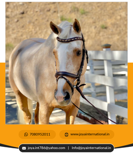 Bride personnalisée en gros de bonne qualité en érable Umbria Brown Snaffle avec bride passepoilée à paillettes en bronze à vendre pliante - Product Image 2