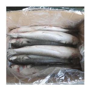 Mullet Congelado, Eviscerado, Mullet Gris - Pescado Congelado de China |   Mullet Gris - Product Image 1