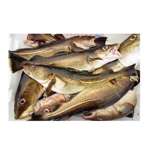 Precio Económico, Stock al por Mayor, Bacalao Atlántico Congelado Procesado BQF, Filetes envasados al Vacío con Entrega Rápida - Product Image 3