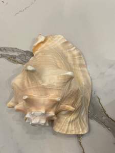 Seashell matériau naturel unique pour l'artisanat d'art, la décoration de bricolage et la décoration intérieure provenant du Vietnam 99GD - Product Image 5