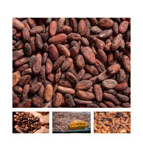 Polished Cocoa <b>Beans</b> Premium Appearance For High End <b>Chocolate</b> Products Bulk Order - Product Image 3