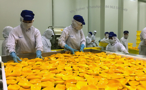 Mango Deshidratado al Por Mayor, Buen Sabor, Dulce, Producto de Exportación de Vietnam, Gran Venta - Product Image 6