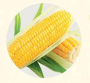 Maïs doux en conserve de haute qualité à haute teneur en protéines