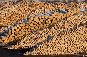 Bois de construction et bois structurel en pin jaune du sud - Product Image 5