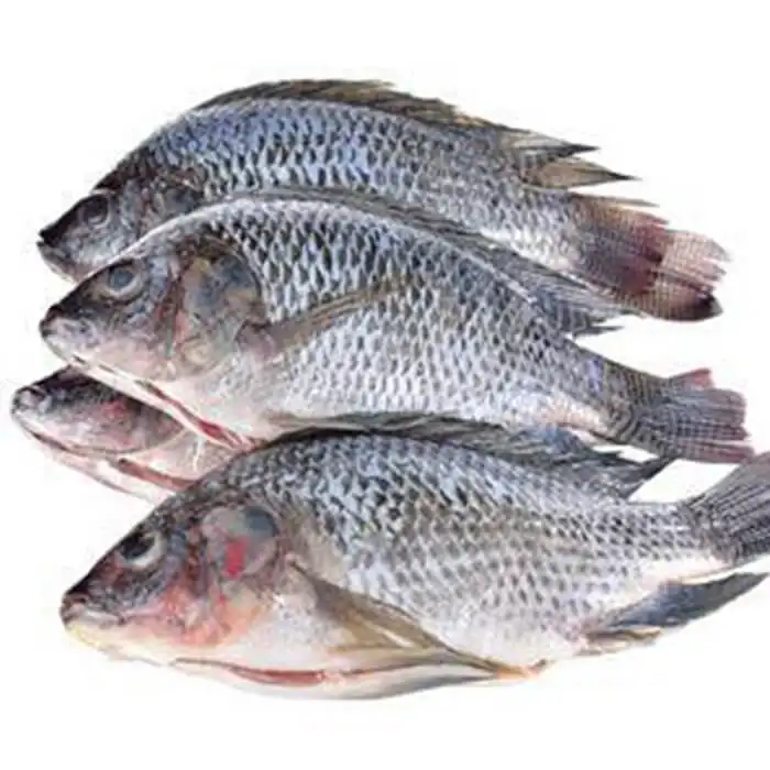 الجملة المأكولات البحرية المجمدة الجولة بأكملها النيل سمك بلطي المتاحة للتصدير