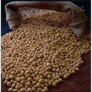 ถั่วเหลืองออร์แกนิก GMO และ Non-GMO สดและแห้ง ถั่วเหลืองสีเหลือง ส่งออกจำนวนมากโดยตรงจากซัพพลายเออร์ในยูเครน ขายส่งโดยตรง - Product Image 3