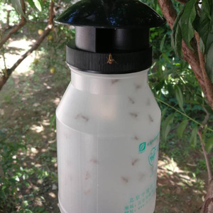 Trappola della mosca della frutta per il controllo dei parassiti-soluzione efficace per gestire i moscerini della frutta - Product Image 3