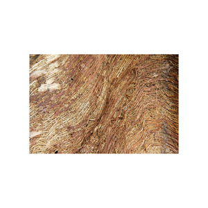 Durable Coconut Palm Fiber for furniture bedding and <b>mat</b> production - Product Image 5