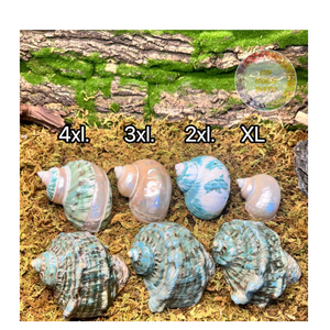 Conchas de Caracol de Luna pulidas y listas para arte de resina, decoración, artesanías de joyería | Venta al por mayor a granel de la fábrica de Vietnam 2025 - Product Image 1