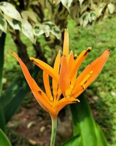 ดอกอะเวซิลลา ดอกไม้เขตร้อนของเอกวาดอร์ HELICONIA PSITTACORUM - Product Image 1