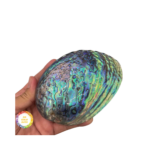 หอยเป๋าฮื้อคุณภาพสูงส่งออกเปลือกหอยเป๋าฮื้อสีขาวและเขียวธรรมชาติสำหรับการค้าระดับโลก - Product Image 3