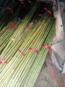 Bambú seco crudo a granel respetuoso con el medio ambiente vietnamita para arquitectura de paisaje natural al aire libre productos agrícolas sostenibles - Product Image 4