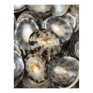 BUENA CALIDAD Venta al por mayor Limpet Shells para decoración-100% Natural SEASHELL de Vietnam con oferta competitiva a granel - Product Image 4