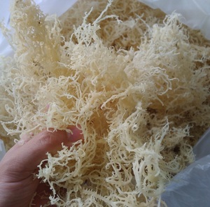 High Quality OEM Golden Sea Moss Dried Eucheuma Cottonii Seaweed, <b>Best</b> Price Wildcrafted Sun Dried Seamoss From Vietnam ANNA DO - Product Image 1