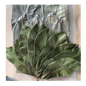 Hojas de Guanábana secas Suministro de té al por mayor Hojas de Guanábana secas preparadas para compradores internacionales - Product Image 5