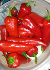 Proveedor de Chiles Rojos Frescos a Precio de Mayoreo - Product Image 4