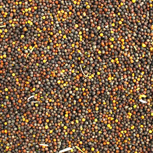 Productos agrícolas Semillas de canola/Venta al por mayor Semillas de Canola para exportar Brasil - Product Image 1