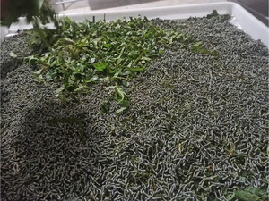 Cocoon Worm Factory Suministro al por mayor a granel para tejer hilo Spinning Textile Craft Supply - Product Image 4