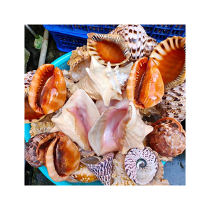 Vente chaude de coquillages vietnamiens en vrac pour les collectionneurs exigeants: Bon prix De nombreux types de coquillages - Product Image 1