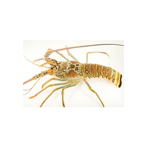 กุ้งก้ามกรามหางเรียบ ขนาดตามสั่ง สำหรับร้านอาหาร - Product Image 3