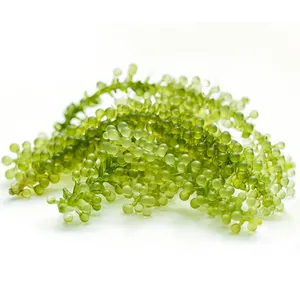 สาหร่ายสีเขียวธรรมชาติ/หญ้าทะเลอบแห้ง (Caulerpa lentilifera) จากเวียดนาม - Product Image 3