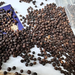 Semillas de Pimienta Negra Pura de Alta Calidad, Esterilizadas al Vapor (550G/L), Frescas, Crudas, Procesadas, Bajo Precio, Origen Premium de Vietnam, ANNA DO VIL - Product Image 6