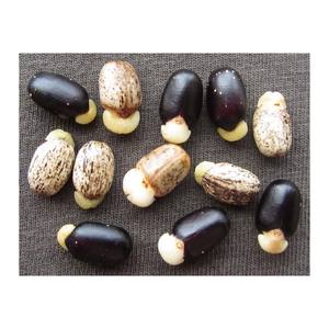 Prix de gros des graines de Jatropha de qualité supérieure Graines de Jatropha de haute qualité 100% Graines de Jatropha naturelles séchées à bas prix Offre Spéciale - Product Image 2