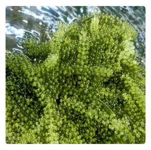 RAISINS DE MER DU VIETNAM-CAVIAR VERT FRAIS-HAUTE QUALITÉ-MEILLEURE EXPORTATION - Product Image 2
