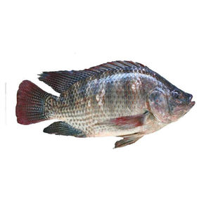 Filetes de Tilapia Congelados Calidad Premium de Exportación, Frescos Congelados e Higiénicamente Envasados - Product Image 2