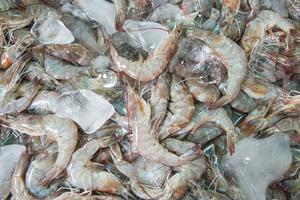 Camarones Congelados BQF en Paquete a Granel con 12 Meses de Vida Útil en Venta - Product Image 4