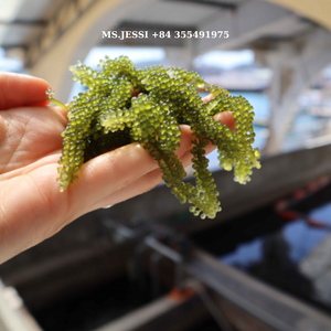 Caulerpa lentillifera déshydraté/Raisins de mer frais du Vietnam (caviar vert)/Mme Jessi - Product Image 4