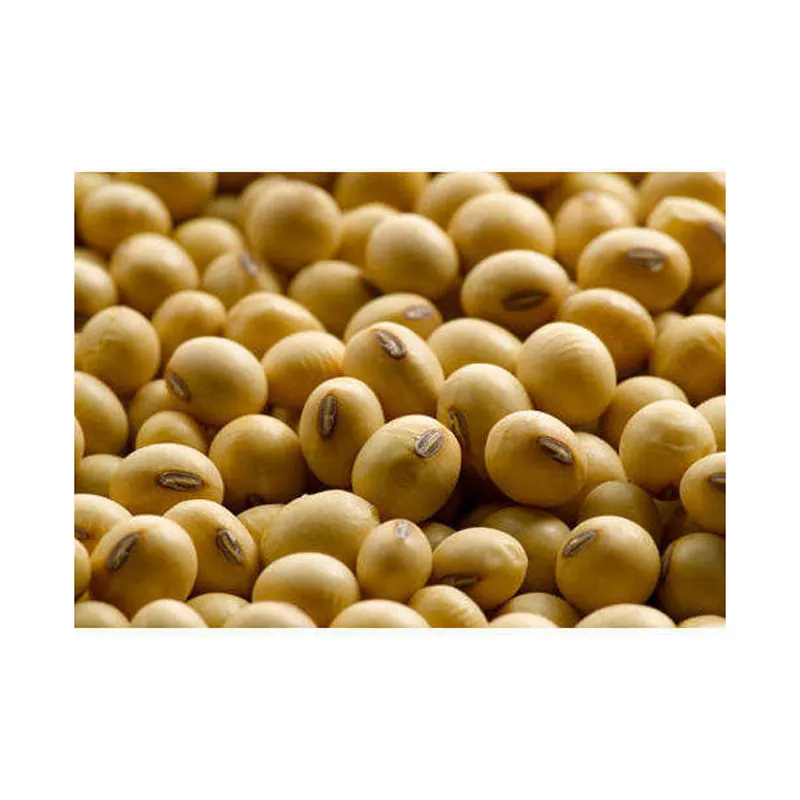 Bulk price hot sale New crop GMO and Non GMO Soyabean/Soybean ready