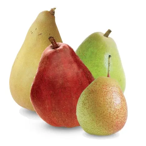 新鮮なフルーツ甘い栄養梨輸出品質