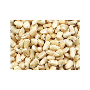 Achetez du maïs blanc en grande quantité directement de sources fiables - Product Image 6