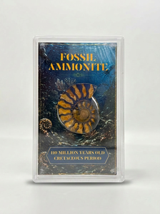 Lot de 45 unités d'ammonites fossiles réelles polies dans une boîte en acrylique pour les boutiques de cadeaux et de souvenirs - Product Image 3