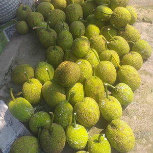 Fruit à pain congelé du Vietnam grande source de fibres et de glucides pour une alimentation saine - Product Image 3