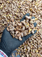 Noix de cajou vietnamiennes W180 prêtes à l'exportation, noix de cajou grillées de qualité supérieure, nourriture instantanée, meilleure qualité, angle