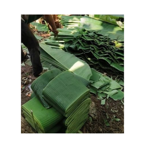 Feuille de bananier naturelle congelée du Vietnam 2025 coupe fraîche pour la cuisson et l'emballage des aliments prix bon marché de haute qualité - Product Image 4