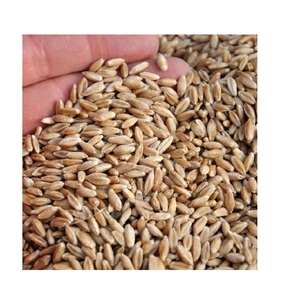 Triticale แบบพรีเมี่ยมสำหรับฟาร์มหรือเบเกอรี่สำหรับธุรกิจของคุณราคาขายส่ง - Product Image 4